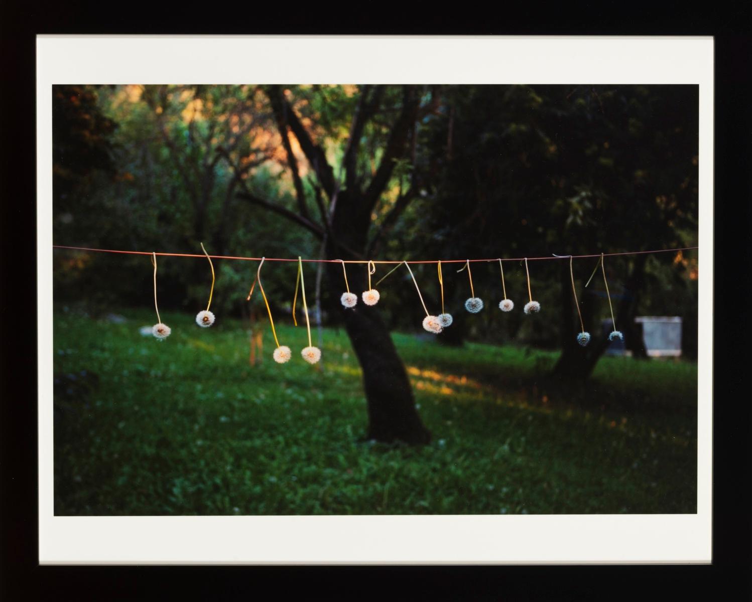 Dandelion Clothesline (11 X14)