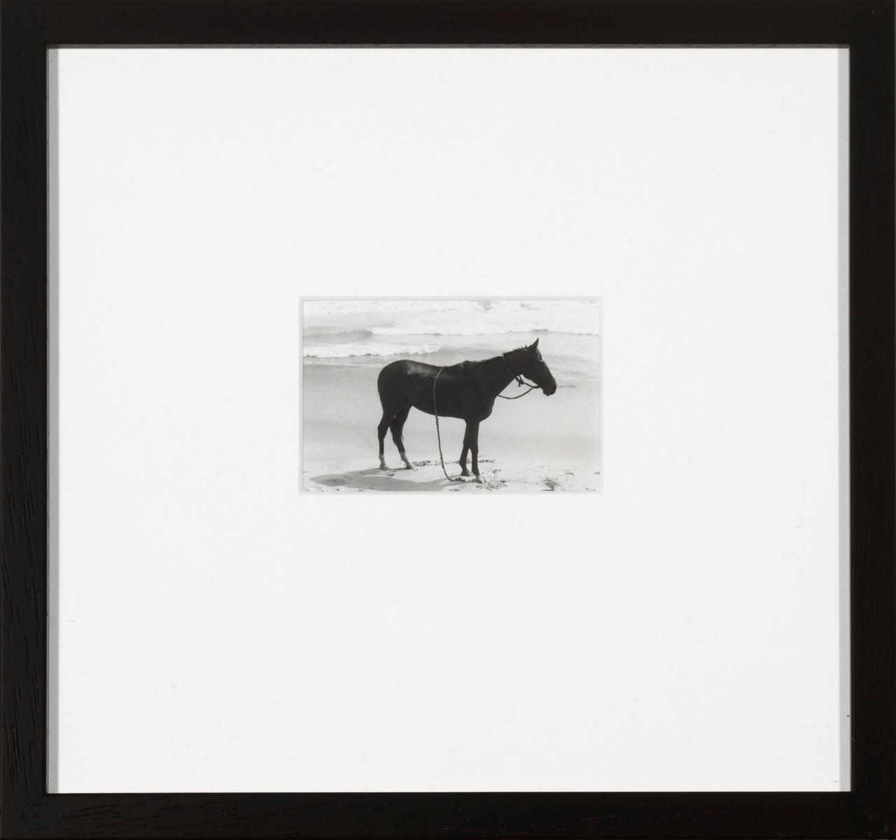 Romance Madras (Horse) 2/15