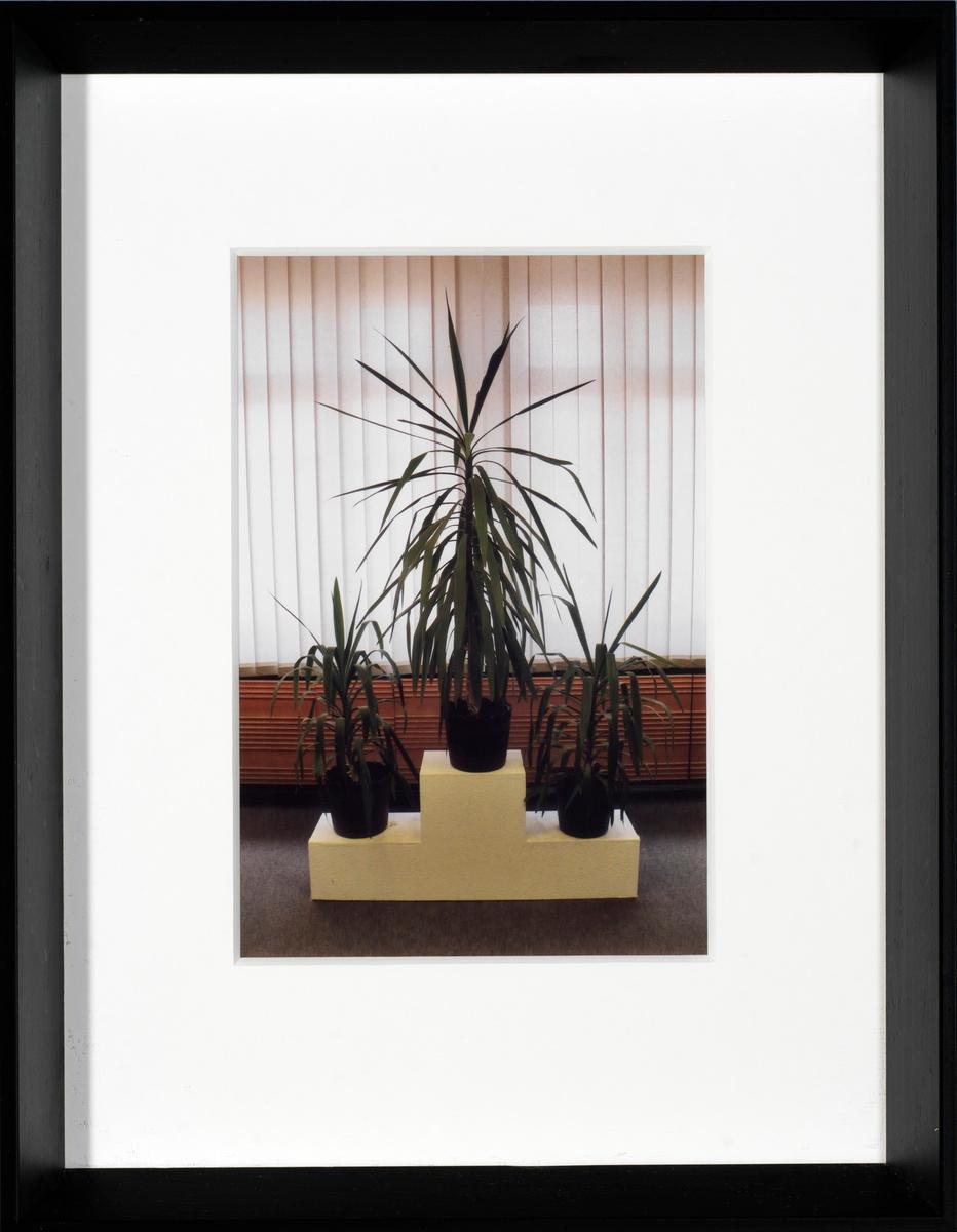 Stasi Plants